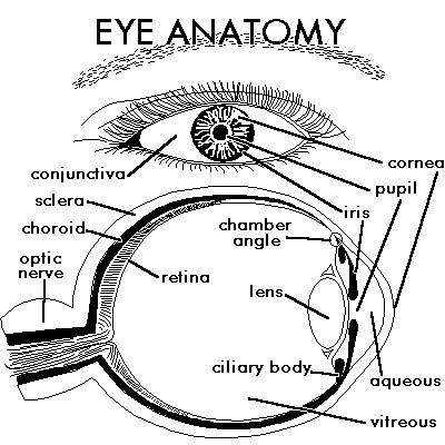 Anatomy of the Eye | Richmond VA | Glen Allen VA