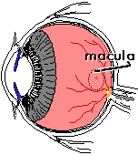 Macular Degeneration Treatment | Richmond VA | Glen Allen VA